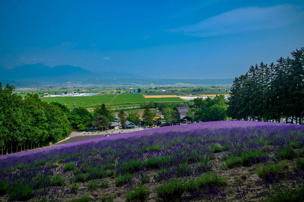 ファーム富田