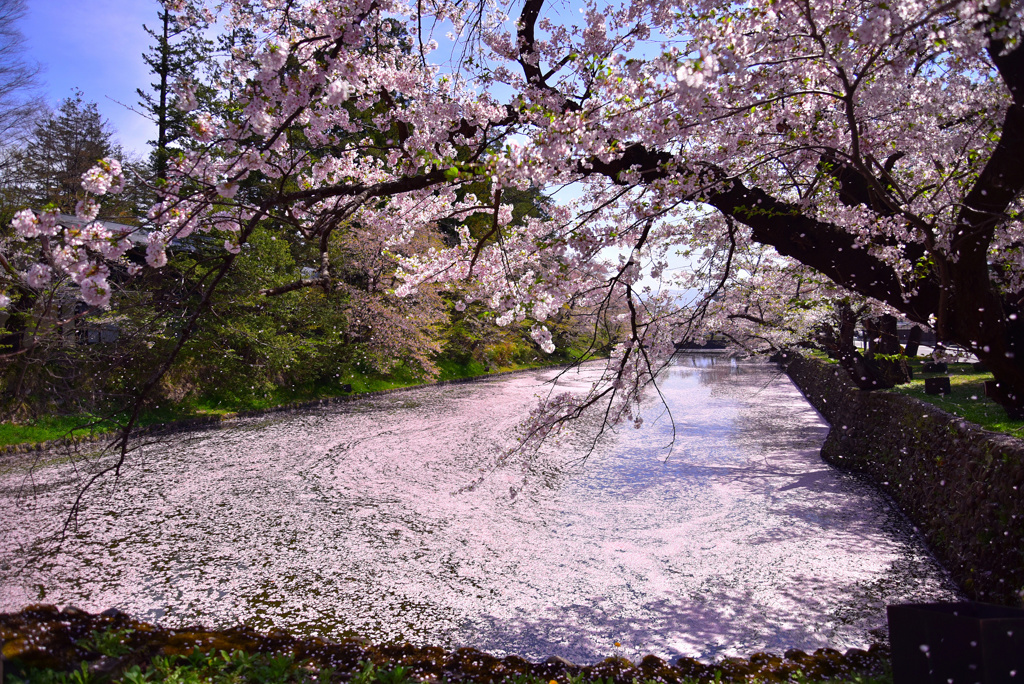 桜吹雪と花筏