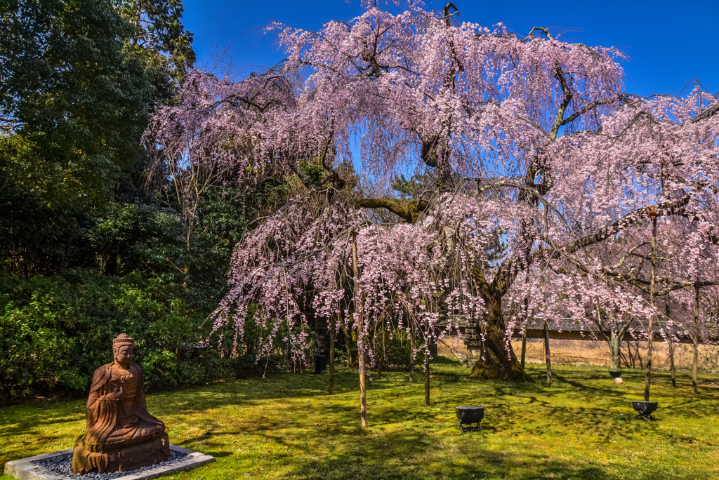 しだれ桜と仏様