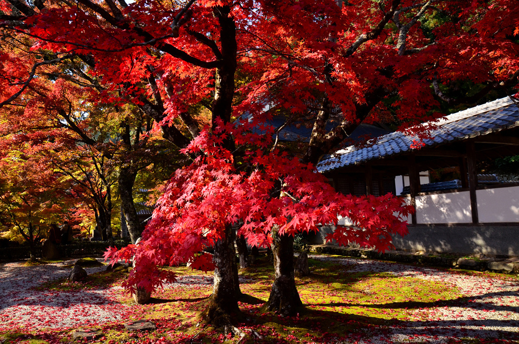 深紅の世界