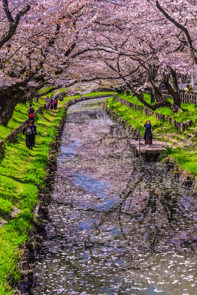 新河岸川の花筏2