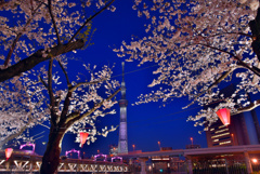 隅田公園の夜桜3