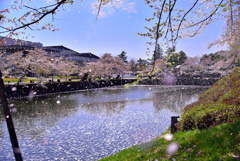 松岬公園の桜吹雪