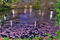 ようやく花筏