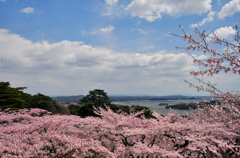 西行戻しの松公園の桜