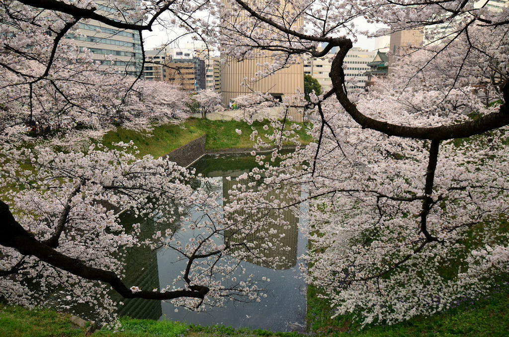 九段下の桜