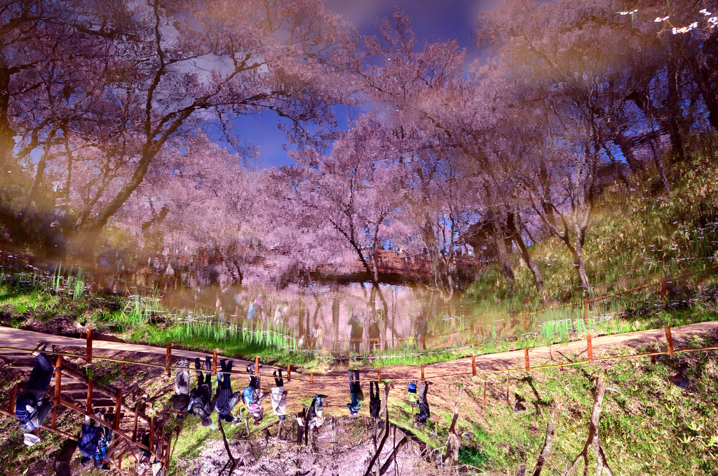 城址公園の池