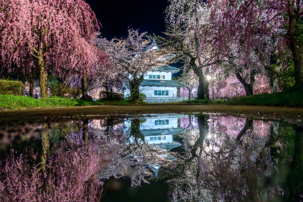 桜と弘前城2