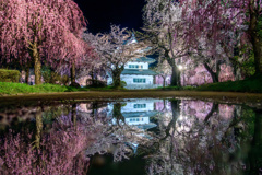 桜と弘前城2