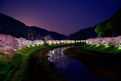 南伊豆町の夜桜(橋の上版)