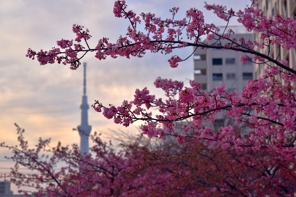 スカイツリーと河津桜