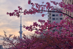 スカイツリーと河津桜