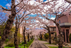 住三吉神社の桜