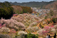 吉野梅郷