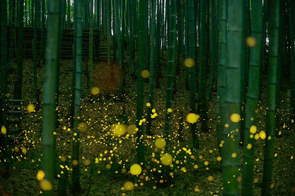 竹林のヒメボタル