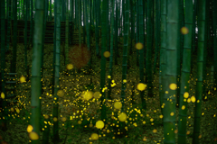 竹林のヒメボタル