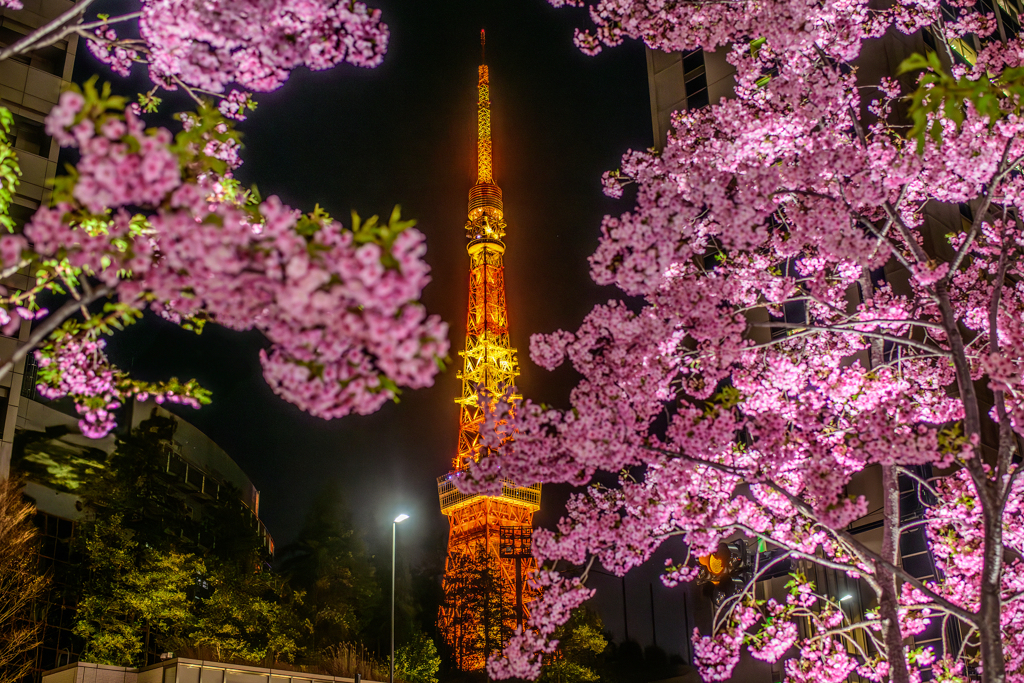 麻布台ヒルズの河津桜
