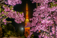 麻布台ヒルズの河津桜