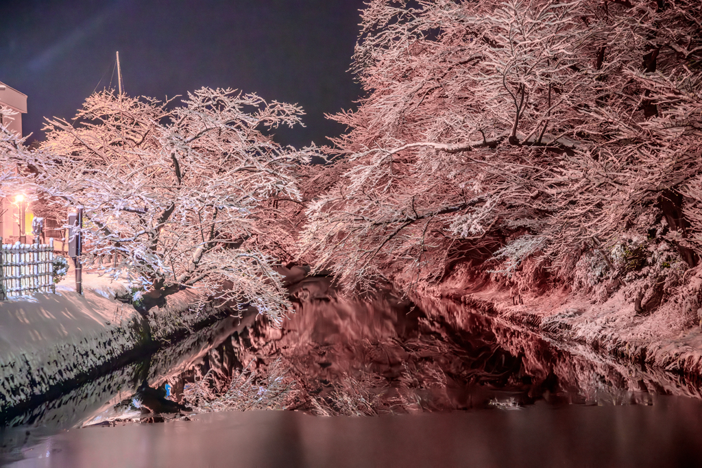 弘前公園 外濠の雪桜