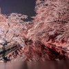 弘前公園 外濠の雪桜