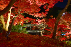 夜の永観堂