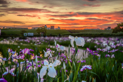 小岩菖蒲園の夕焼け(合成)
