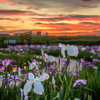 小岩菖蒲園の夕焼け(合成)