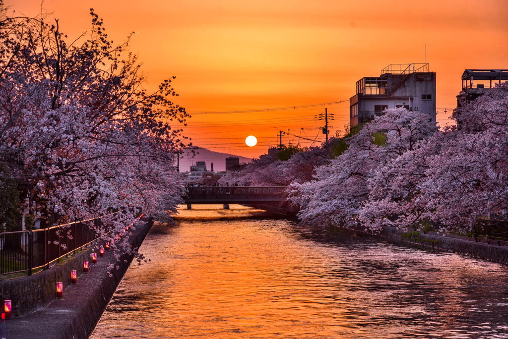 二年前の岡崎疎水