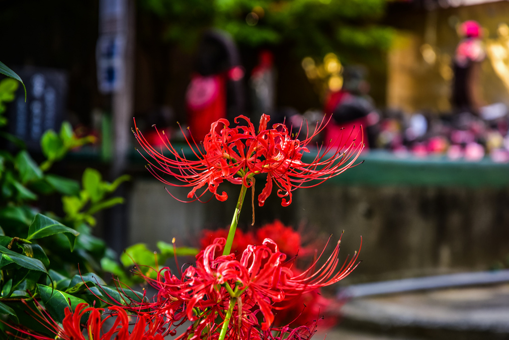 千本ゑんま堂の彼岸花