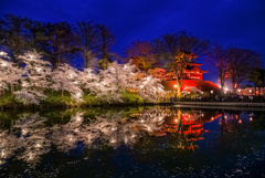 高田城址公園の夜桜