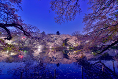 井の頭公園夜桜2