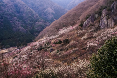 湯河原梅林(再編集版)