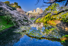 千鳥ヶ淵の桜3