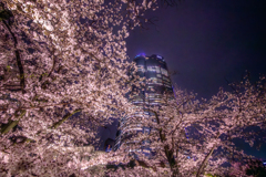 六本木ヒルズの桜
