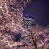 六本木ヒルズの桜