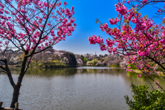 横浜緋桜