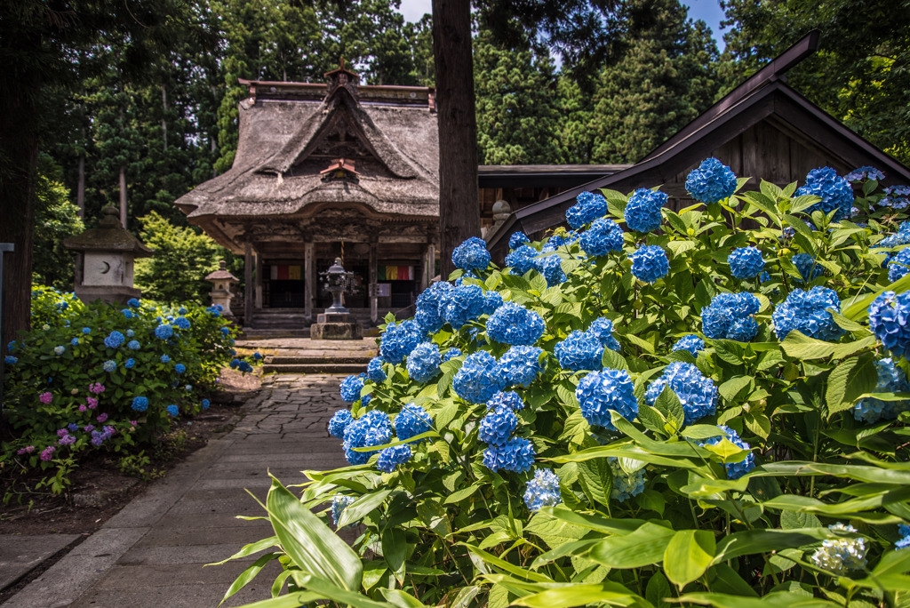 笹野観音堂の紫陽花