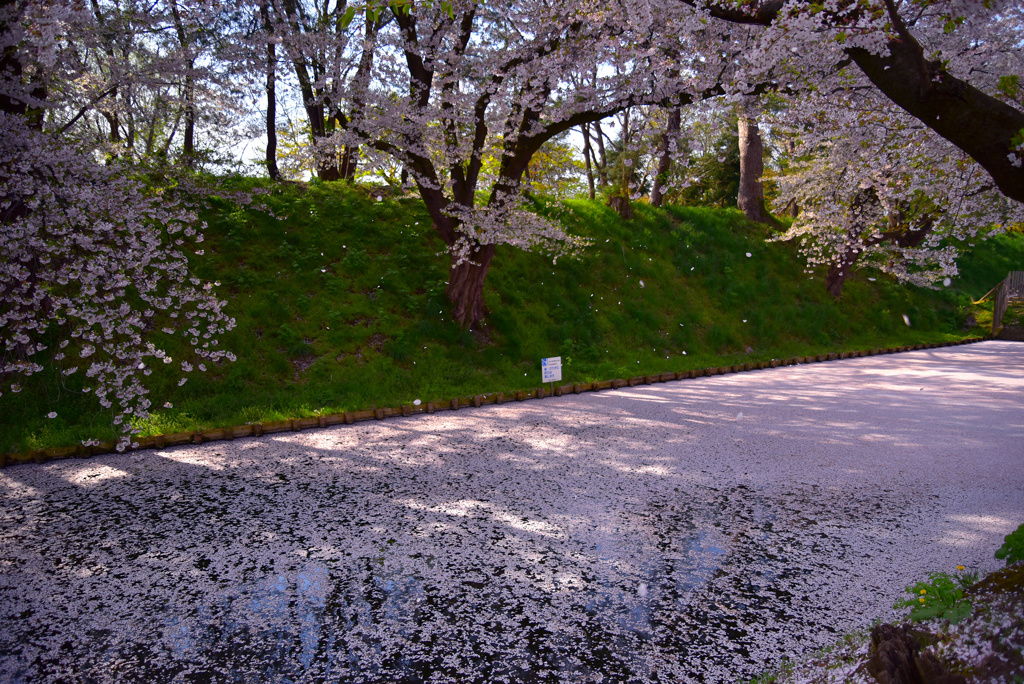 桜吹雪と花筏