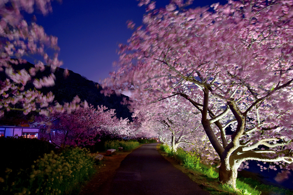 ダンシング河津桜