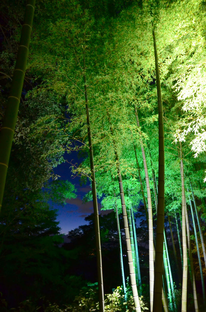 夜の竹林