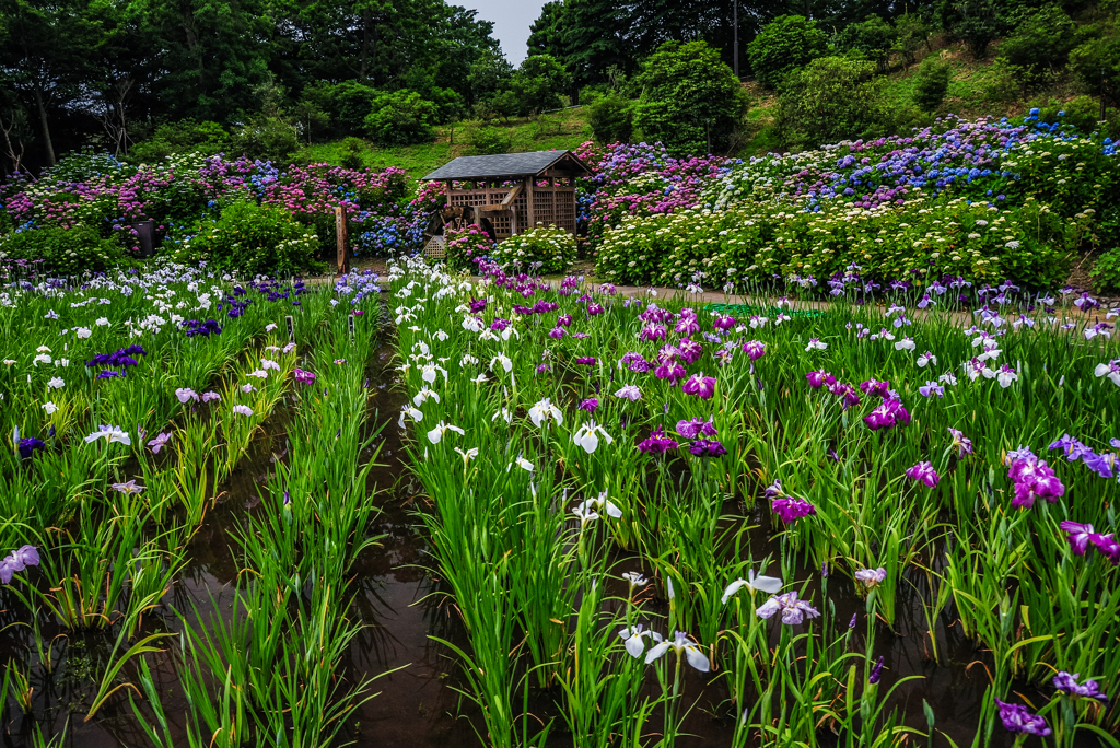 十年前の横須賀しょうぶ園