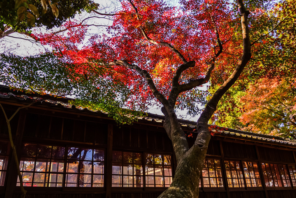 本土寺の紅葉