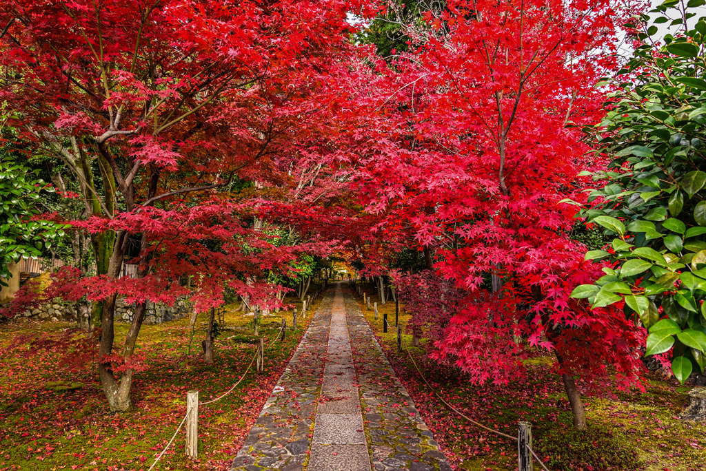 鹿王院の紅トンネル