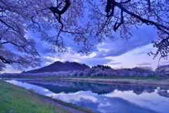 夜明けの桜並木