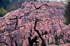 輝く滝桜