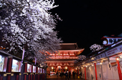 浅草寺の夜桜