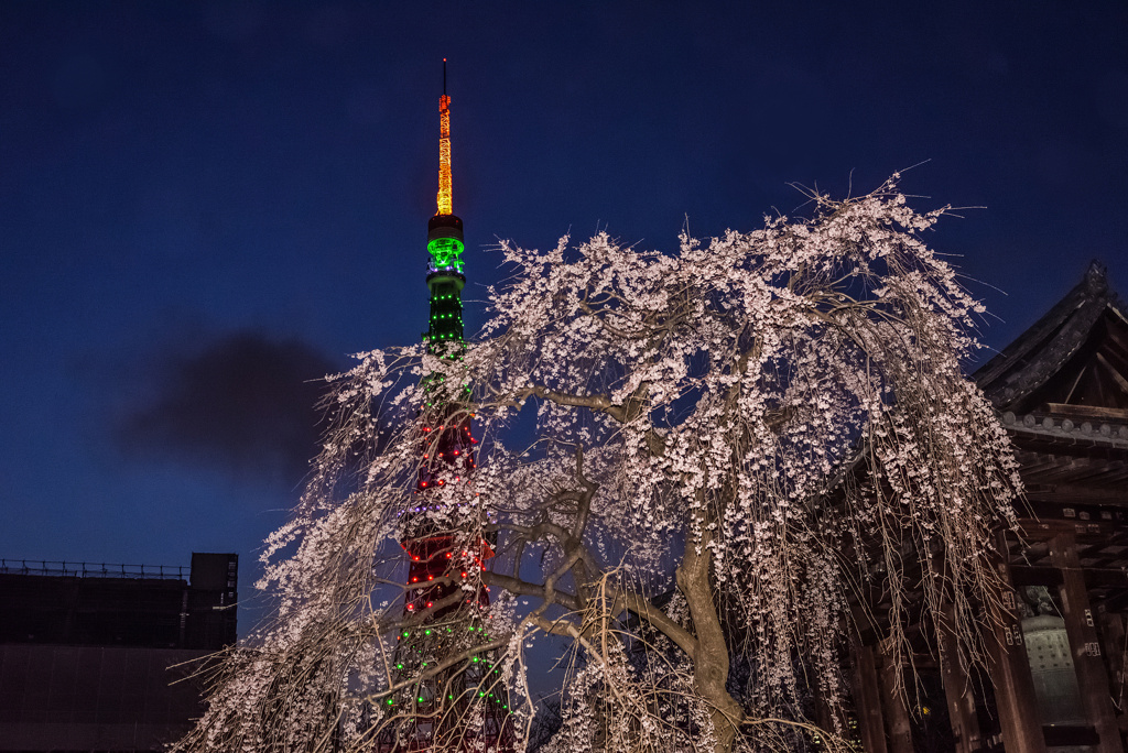 しだれ桜と東京タワー