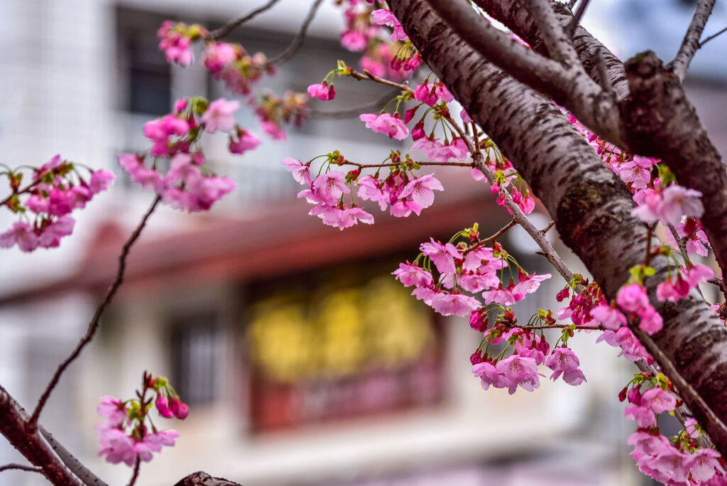 東邦医大通りの陽光桜