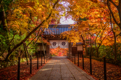 光明寺薬医門の紅葉