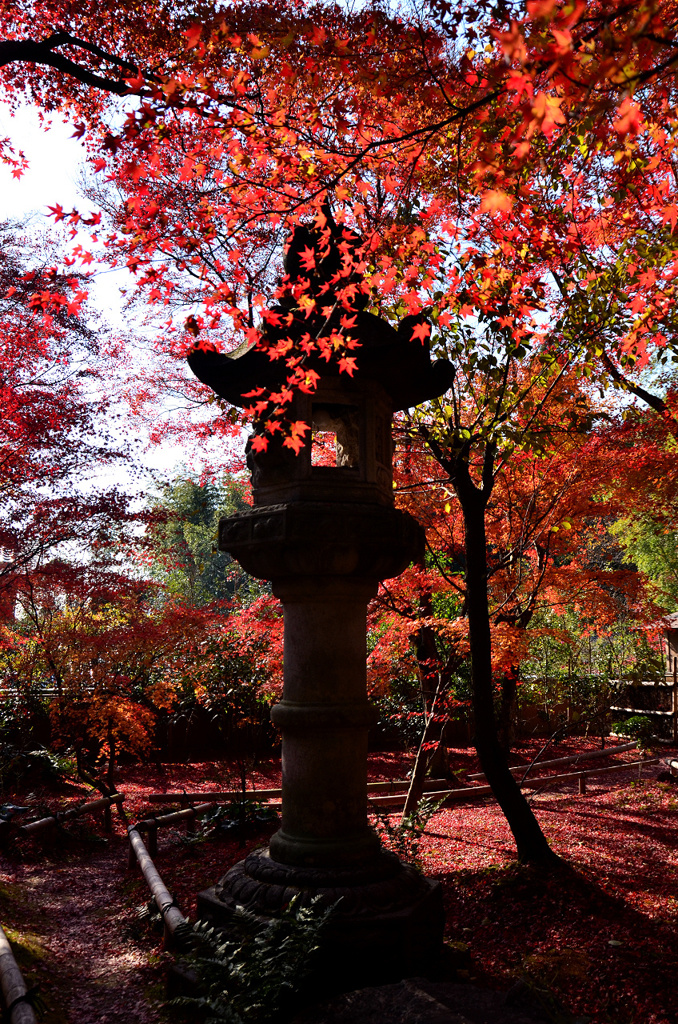 煌めく紅葉